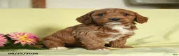 Mini Goldendoodle dogs for sale: Willow - Ad 3