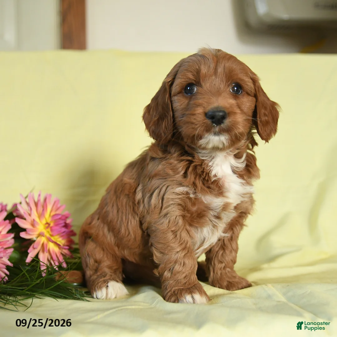 Mini Goldendoodle dogs for sale: Willow - Ad 3
