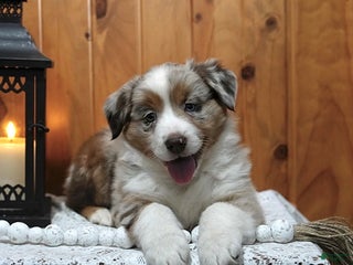 Australian Shepherd dogs - Ad 8