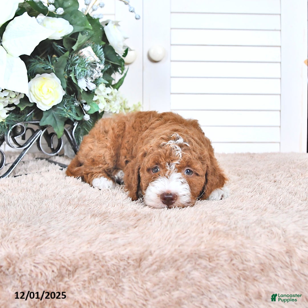 Mini Goldendoodle dogs for sale: Justin - Ad 3