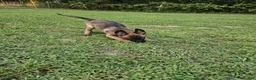 Mixed Breed dogs for sale: Bunny - Ad 5