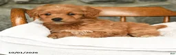 Mini Aussiedoodle dogs for sale: Ariel - Ad 3