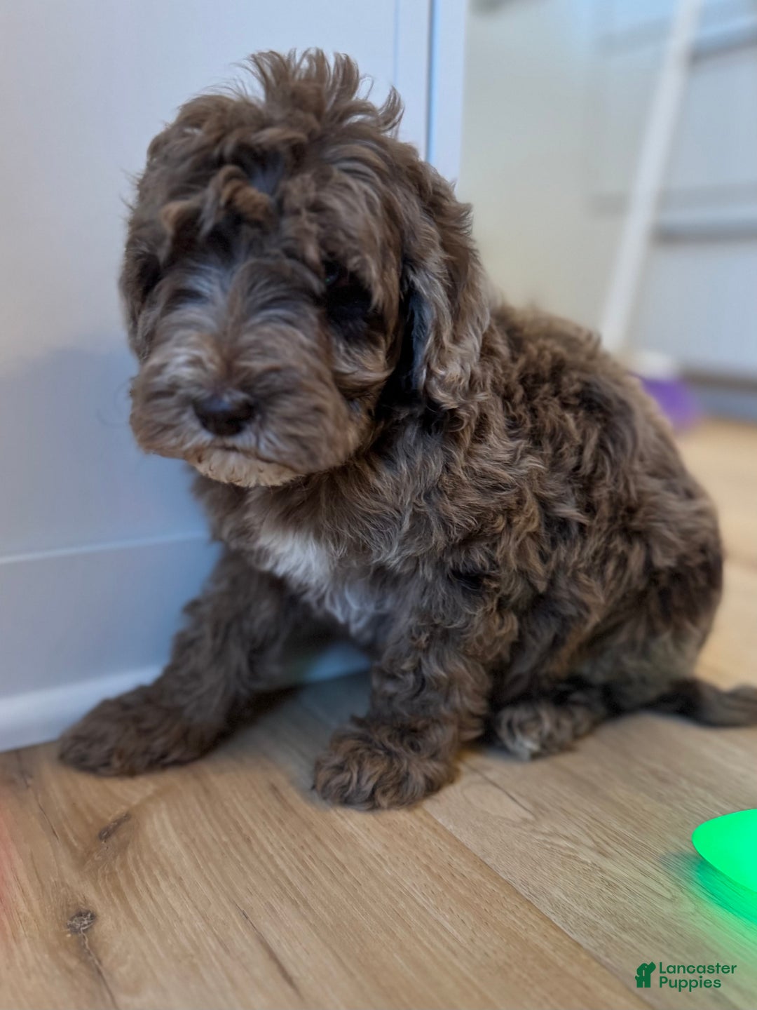 Mini Goldendoodle dogs for sale: Milo - Ad 5