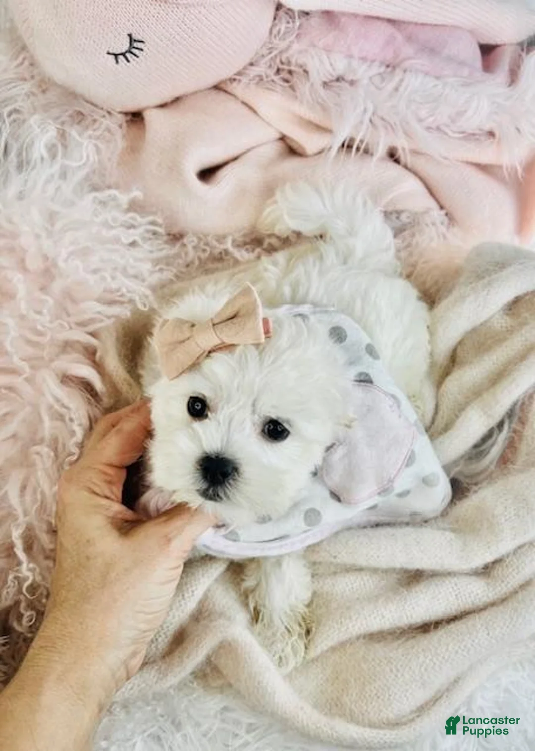 Maltese dogs for sale: Maltese Puppy 3 - Ad 2