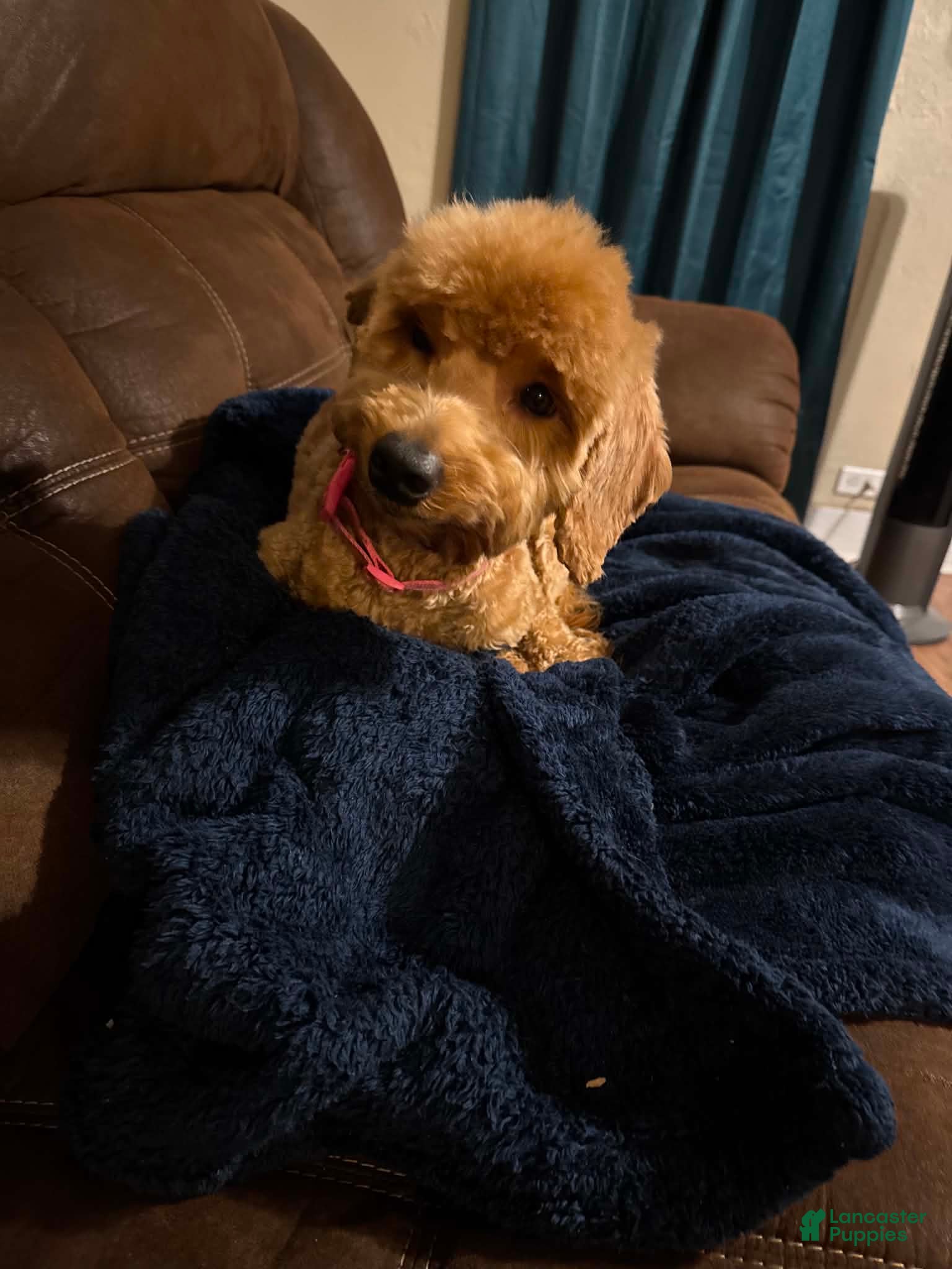 Mini Goldendoodle dogs for sale: Mini Goldendoodle Puppy 4 - Ad 2