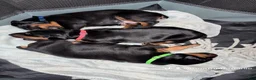Doberman Pinscher dogs for sale: Pink Collar Dobie - Ad 4