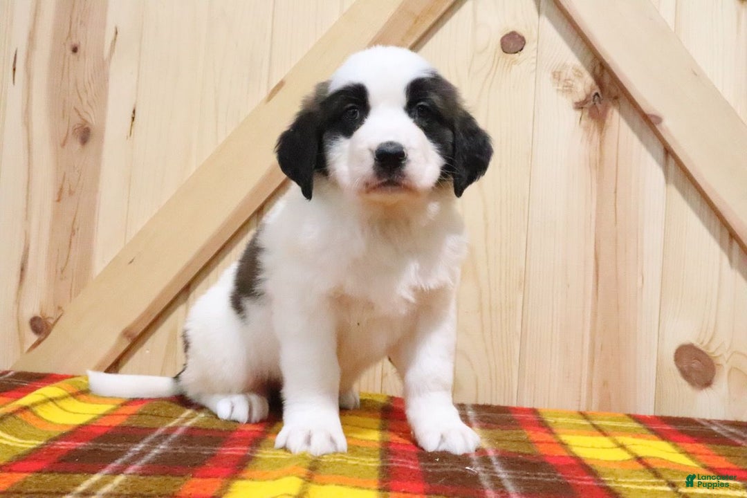 Saint Bernard dogs for sale: Berry - Ad 2