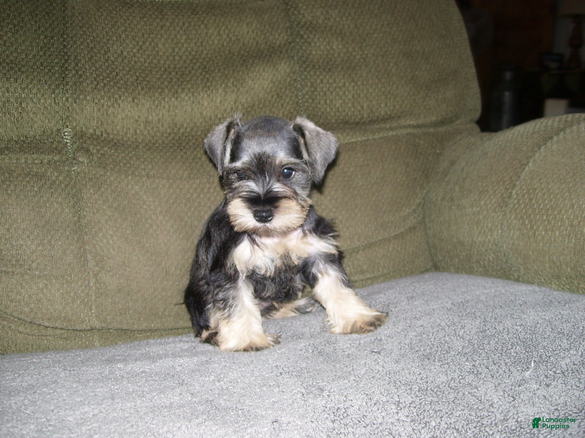 Miniature Schnauzer dogs for sale: PIPER - Ad 3