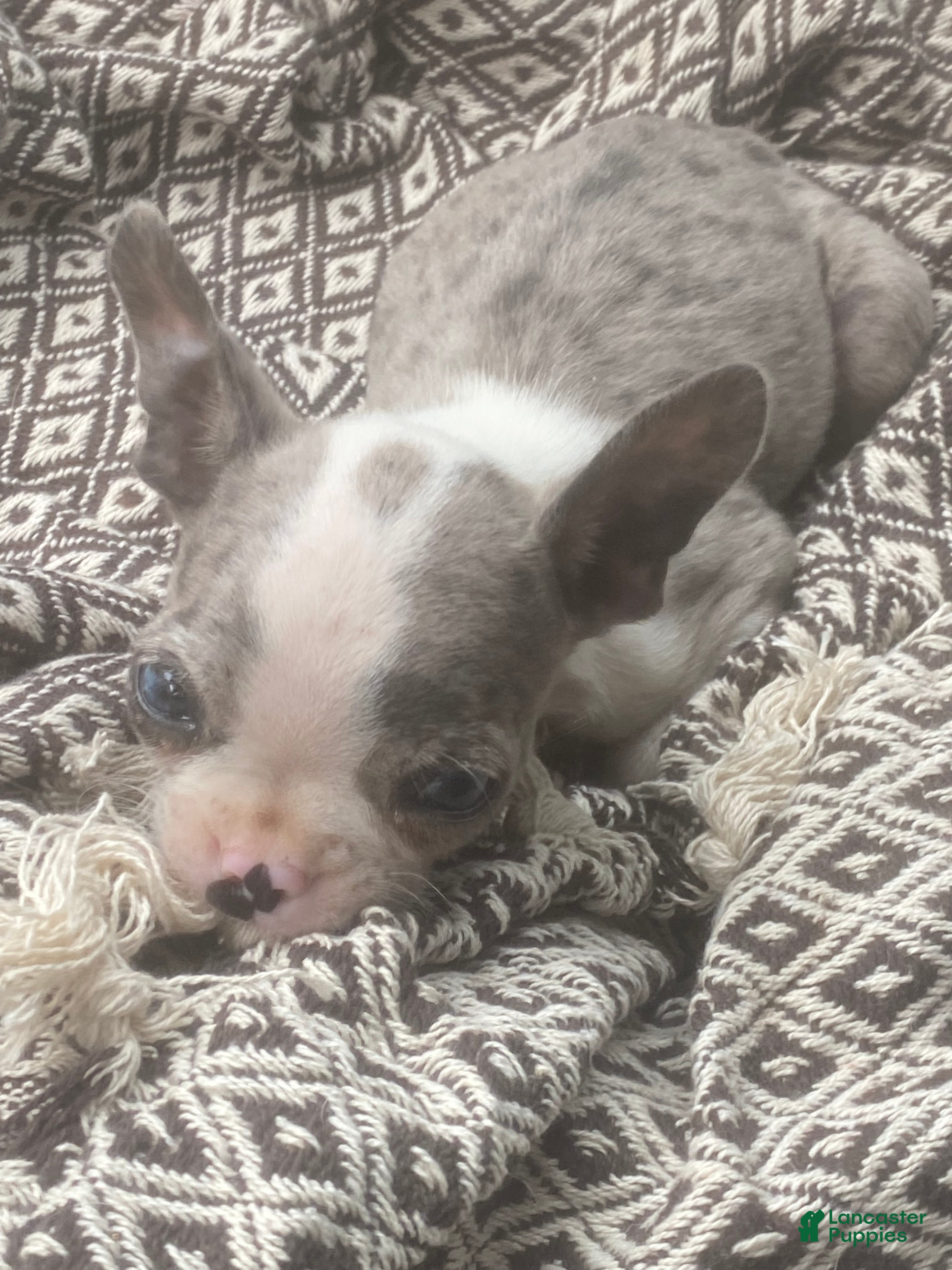 Boston Terrier dogs Boston Terrier 1 - Ad 14