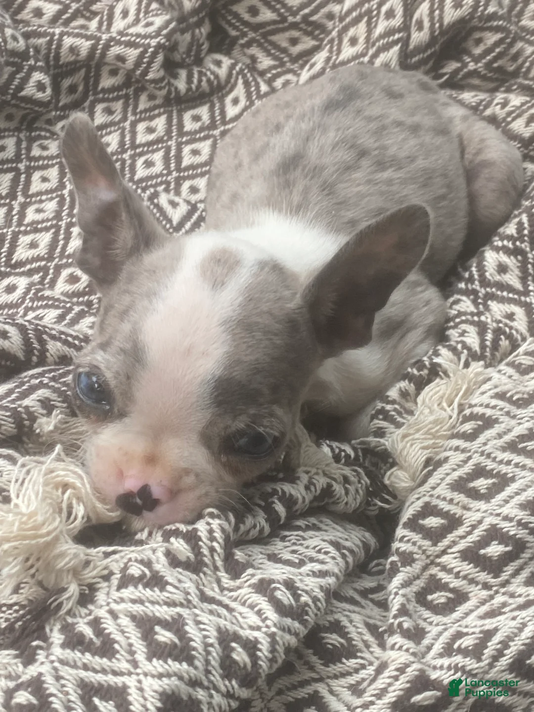 Boston Terrier dogs for sale: Boston Terrier 1 - Ad 1