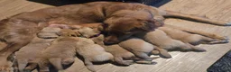 Golden Retriever dogs for sale: Golden Retriever 4 Merica - Ad 7