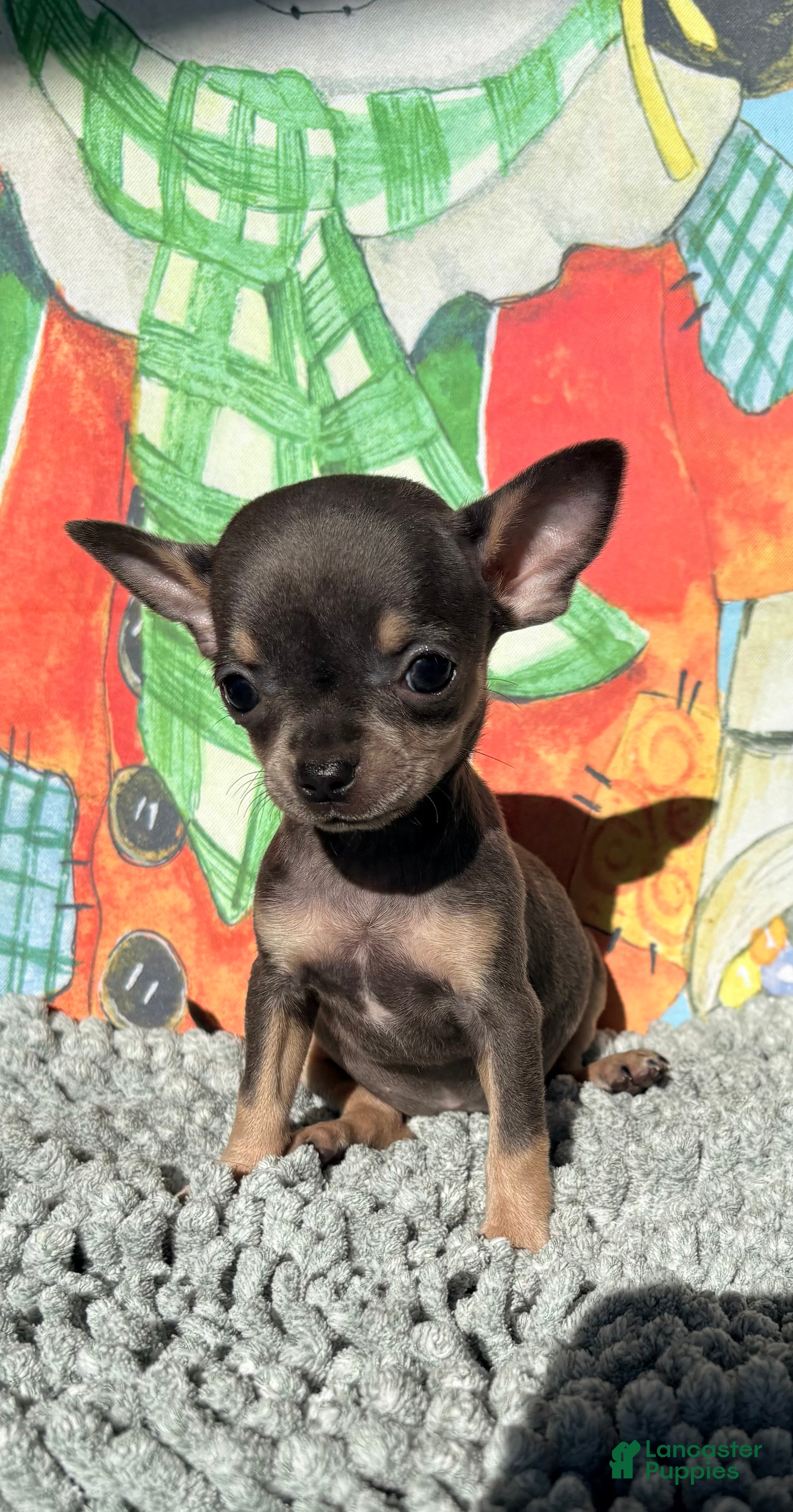Chihuahua dogs Tiny Anna  - Ad 2