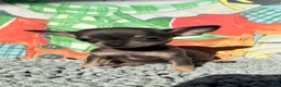 Chihuahua dogs for sale: Tiny Anna  - Ad 2