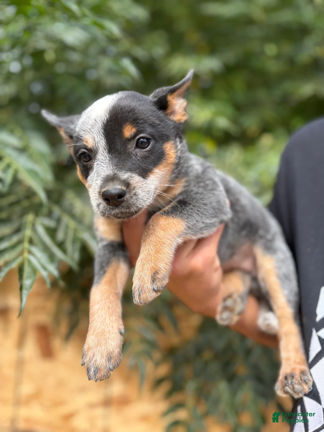 Australian Cattle Dog dogs for sale: Australian Cattle Dog 7 - Ad 2
