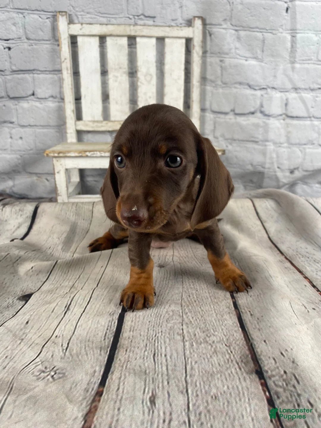Miniature Dachshund dogs for sale: Mia - Ad 6