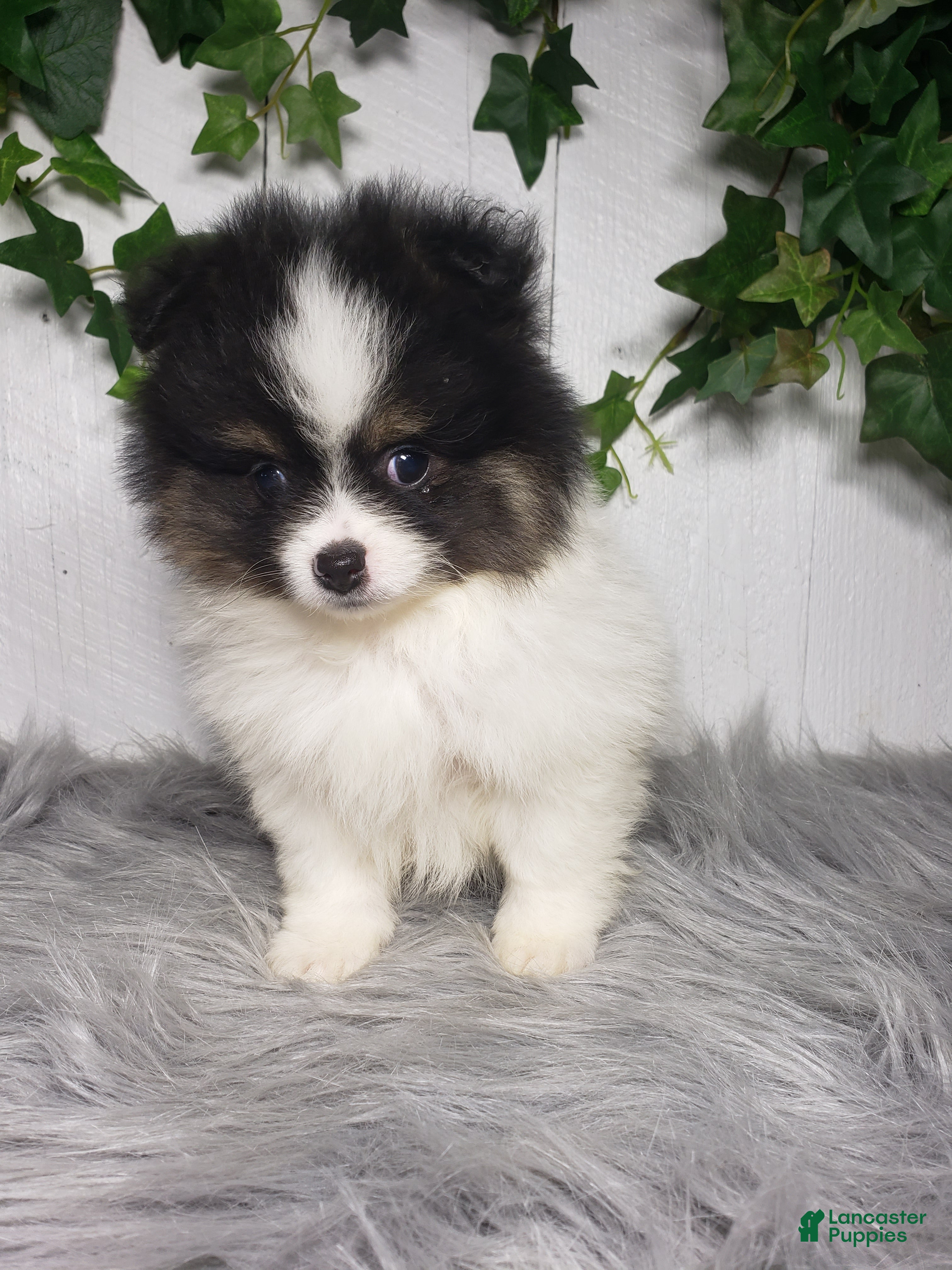 Pomeranian dogs Pansy  - Ad 1