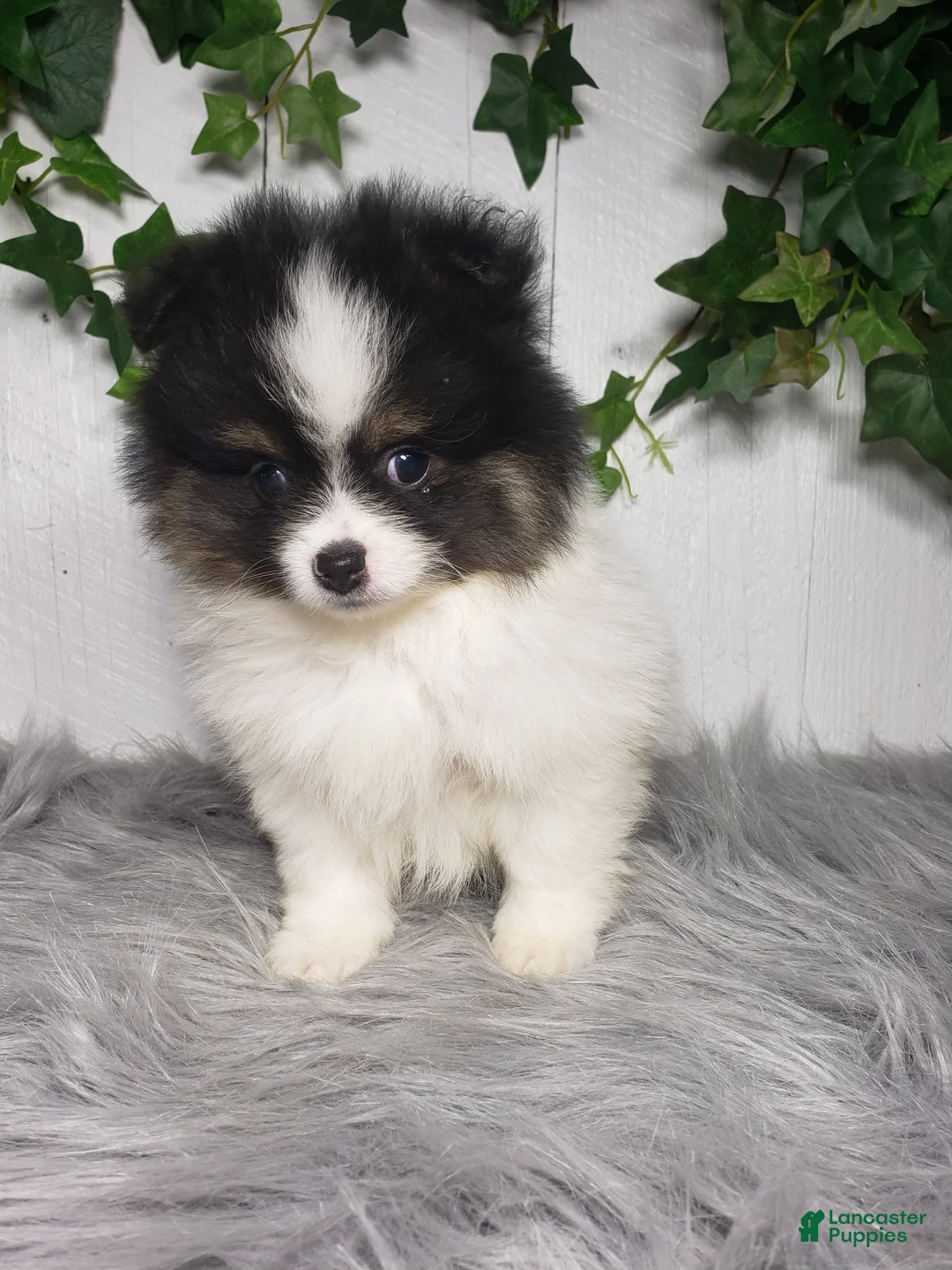 Pomeranian dogs for sale: Pansy  - Ad 1