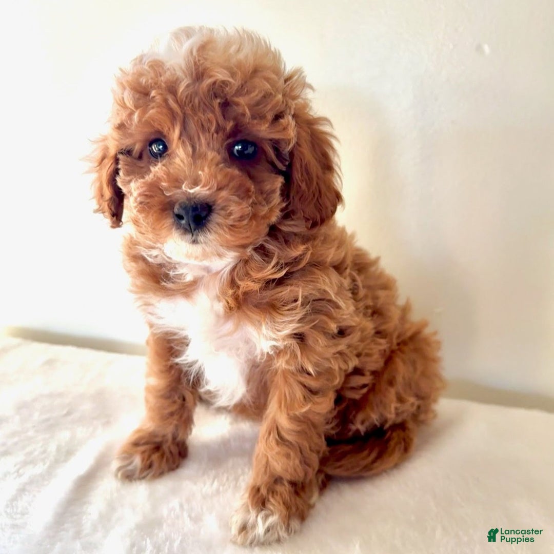 Cavapoo dogs for sale: Samantha  - Ad 3