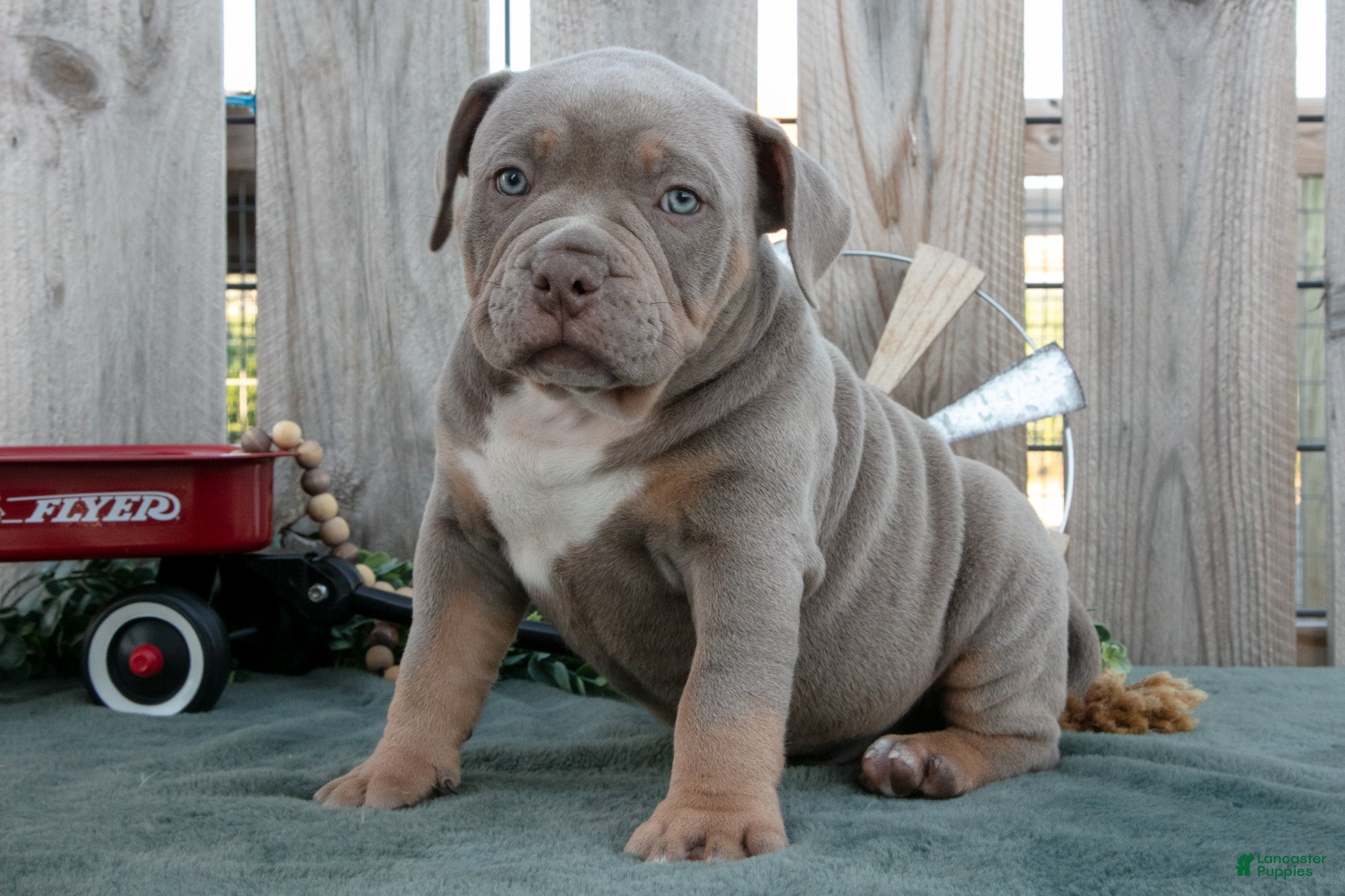 American Bully dogs Felix - Ad 1