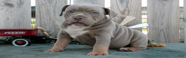 Felix