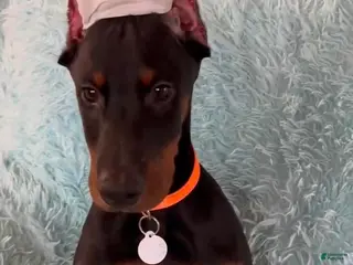 Doberman Pinscher dogs orange collar male - Ad 15