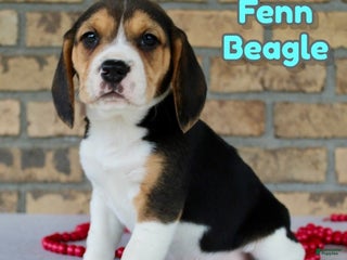 Beagle dogs Fenn - Ad 33