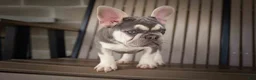French Bulldog dogs for sale: Stella🌸 - Ad 3