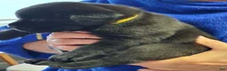 Labrador Retriever dogs for sale: Yellow Collar - Ad 1