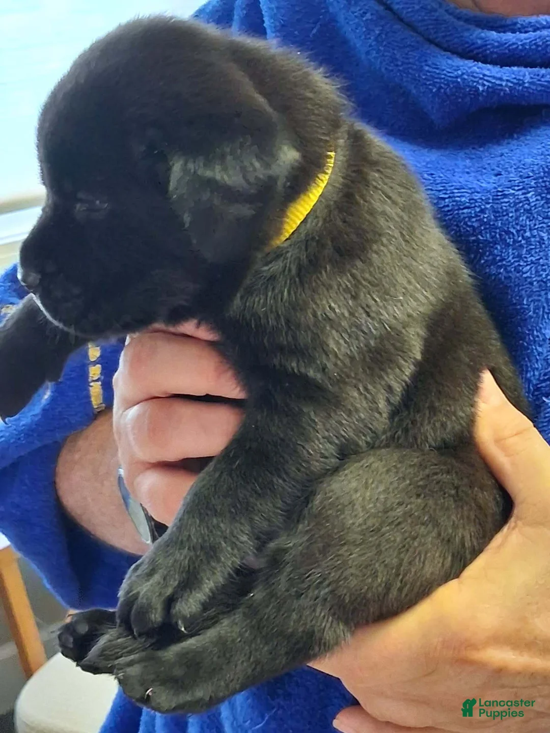 Labrador Retriever dogs for sale: Yellow Collar - Ad 1