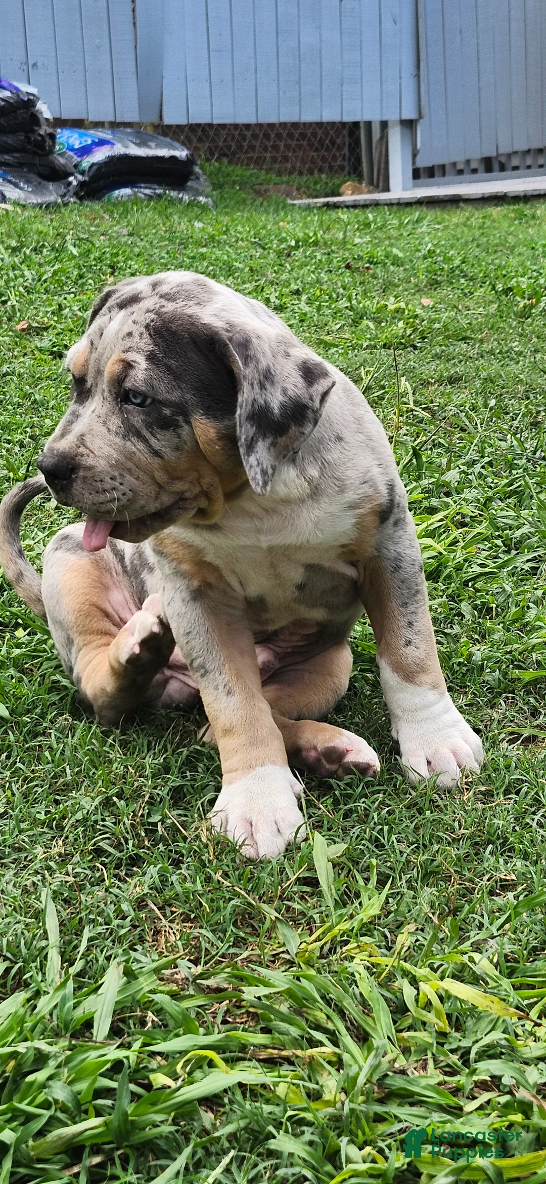 American Bully dogs for sale: Storm - Ad 2