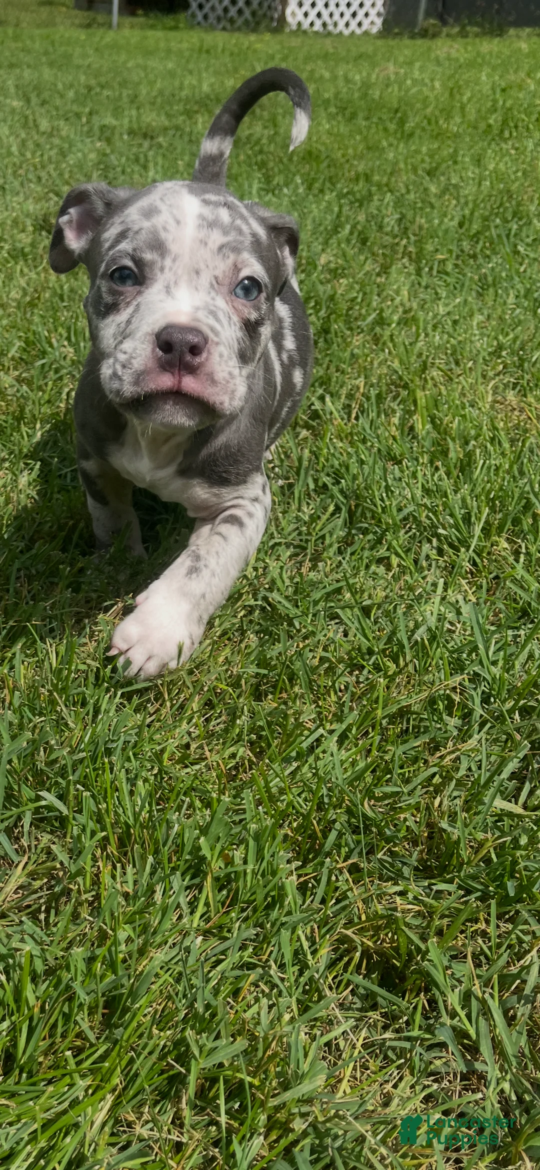 American Bully dogs for sale: PHENX - Ad 2