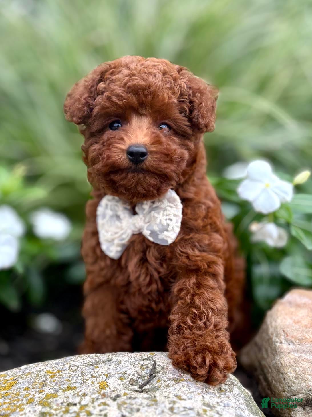 Toy Poodle dogs Mercy Toy Poodle  - Ad 1