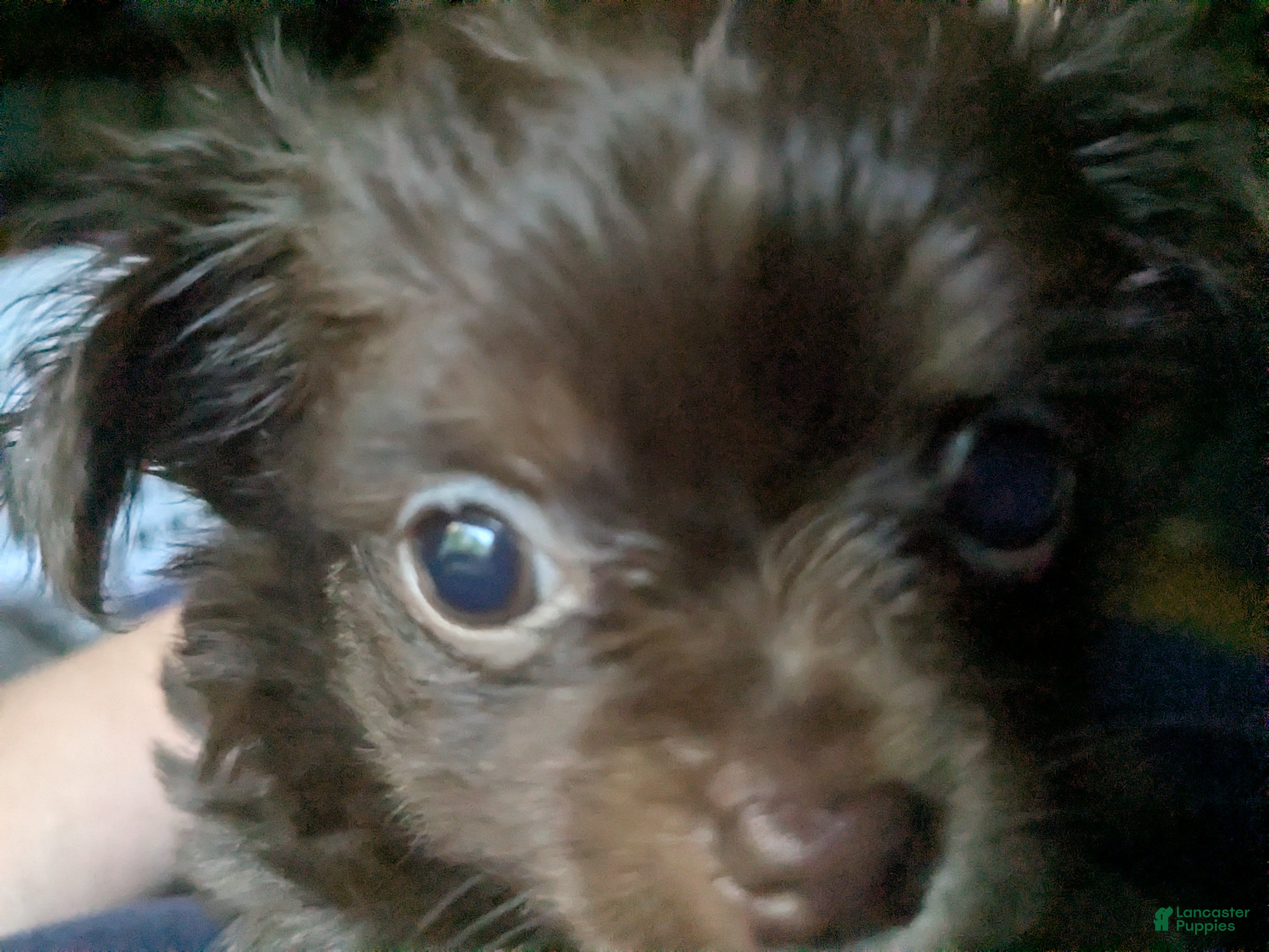 Chihuahua dogs for sale: Chihuahua Puppy 1 (coco- bear) - Ad 6