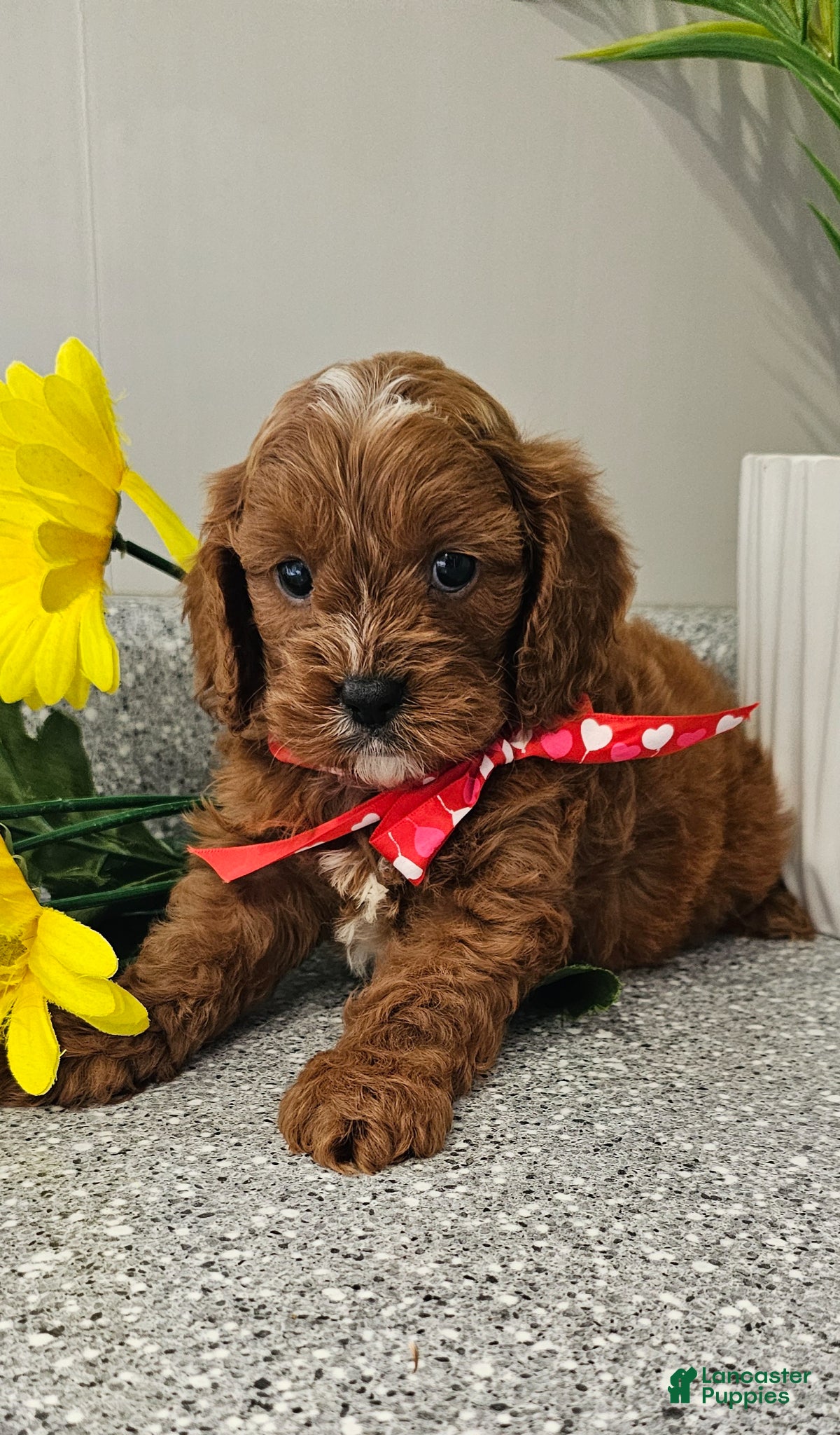 Cavapoo dogs Maxwell  - Ad 1