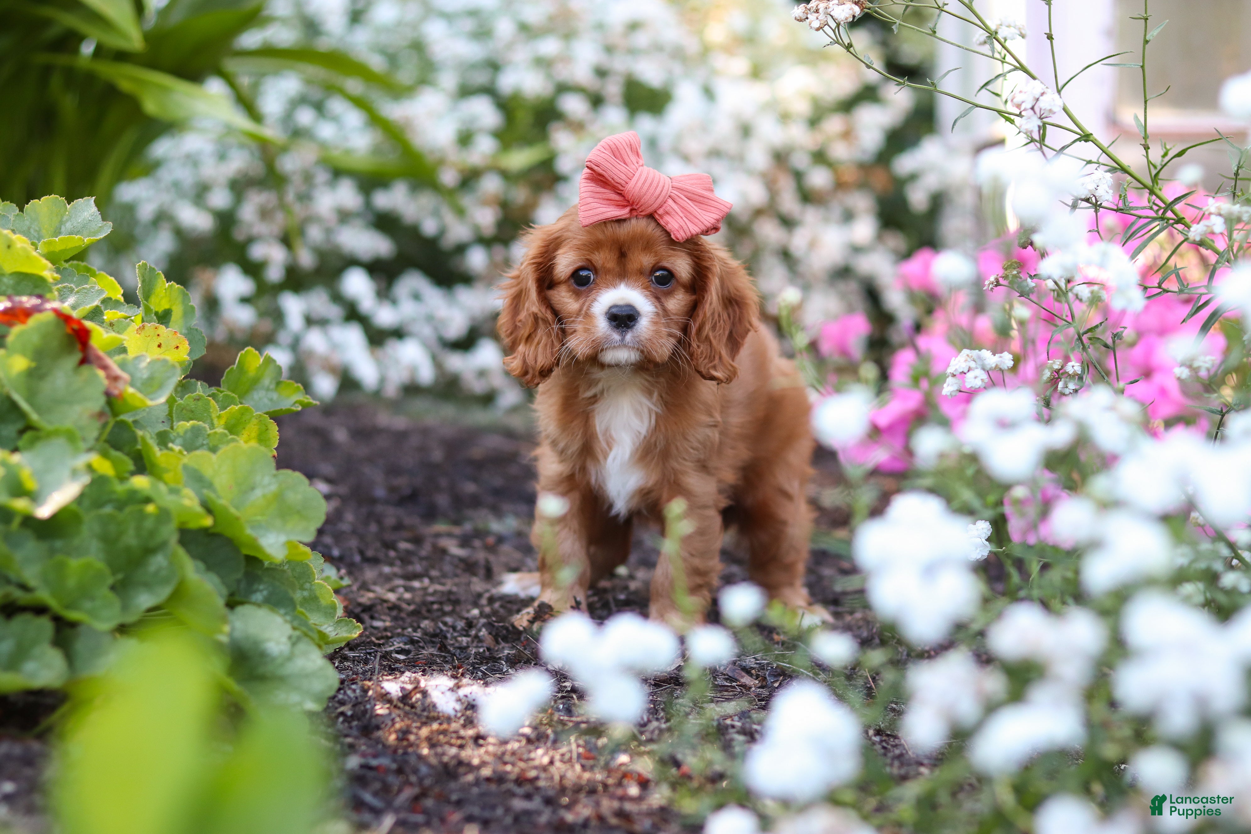 Cavalier King Charles Spaniel dogs Minnie - Ad 1