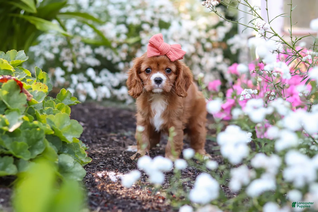 Cavalier King Charles Spaniel dogs for sale: Minnie - Ad 1