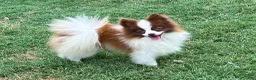 Pomeranian dogs for sale: Pomeranian Puppy 3 - Ad 5