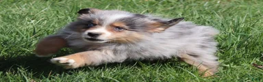 Miniature Australian Shepherd Puppy 2