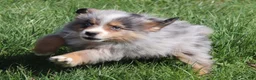 Miniature Australian Shepherd dogs for sale: Miniature Australian Shepherd Puppy 2 - Ad 1
