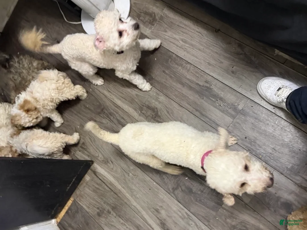 Mini Goldendoodle dogs for sale: Mini Goldendoodle Puppy 4 - Ad 6