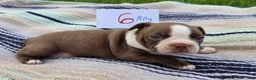 Boston Terrier dogs for sale: Ally Boston Terrier 6 - Ad 2