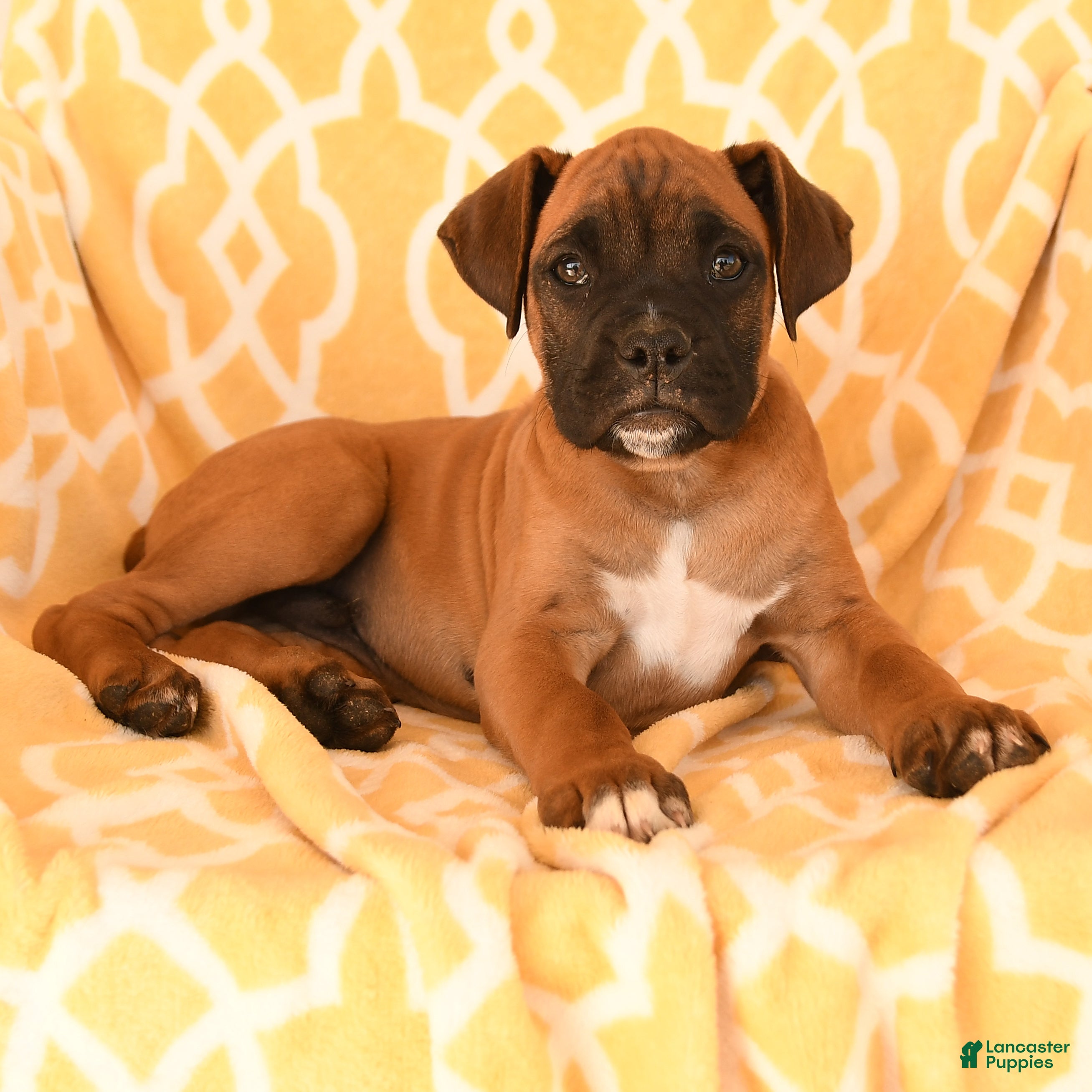 Boxer dogs Archie - Ad 1