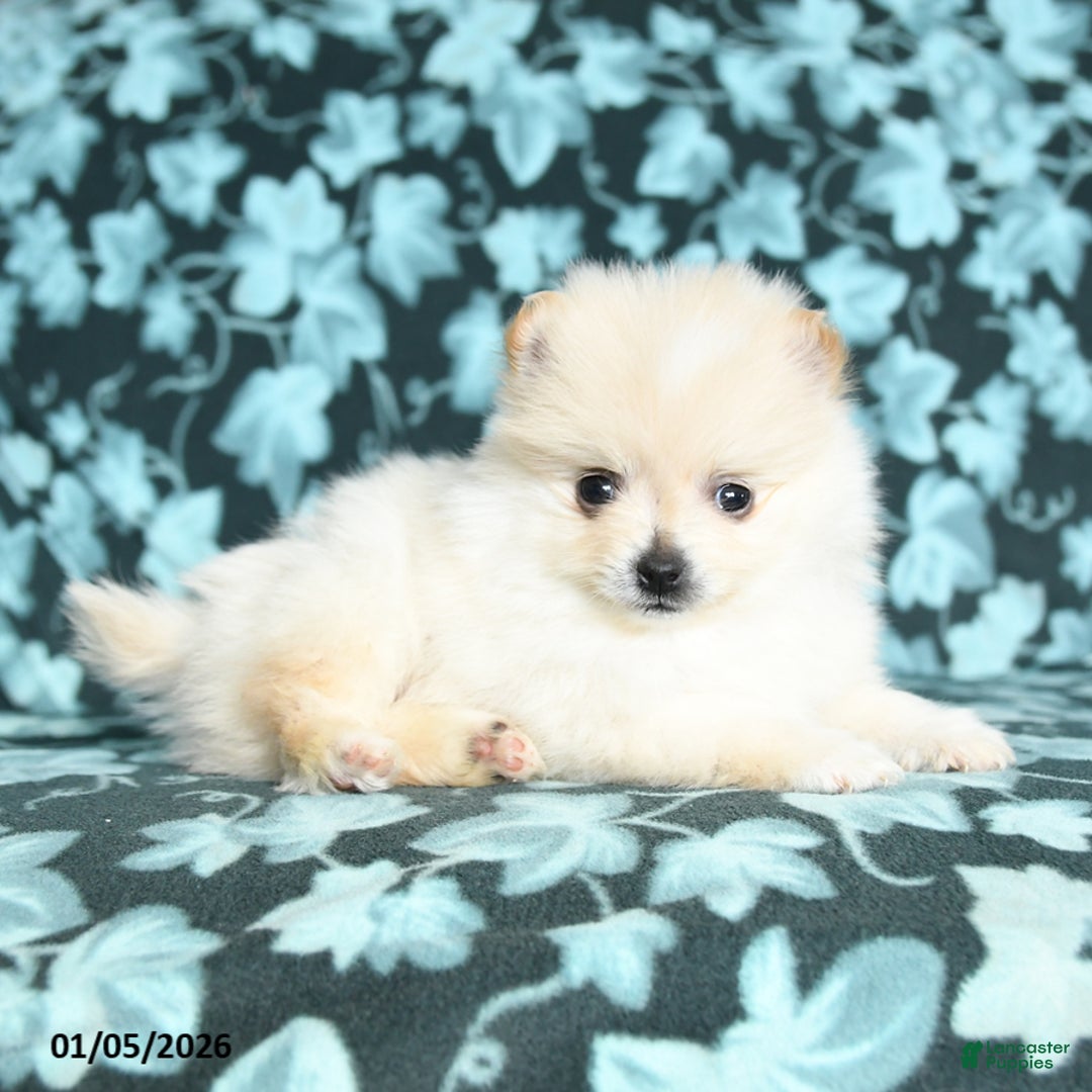 Pomeranian dogs for sale: Twinkle - Ad 2