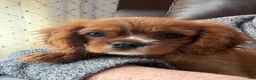 Cavalier King Charles Spaniel dogs for sale: Cavalier King Charles Spaniel 1 - Ad 3