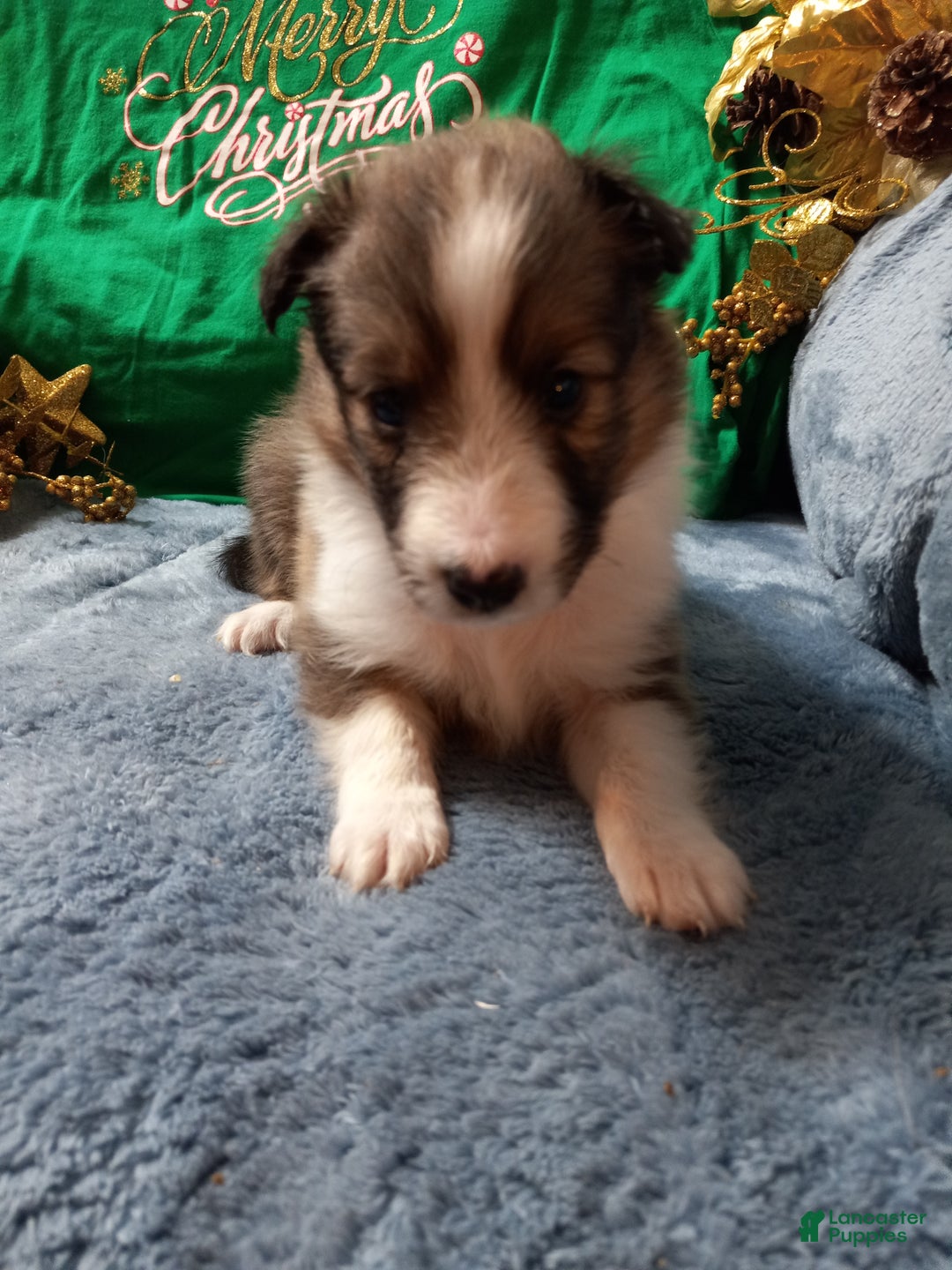Shetland Sheepdog dogs for sale: AKC Clifford  - Ad 2