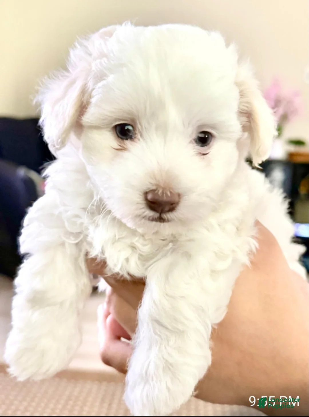 Maltipoo dogs for sale: Maltipoo Puppy 1 - Ad 3
