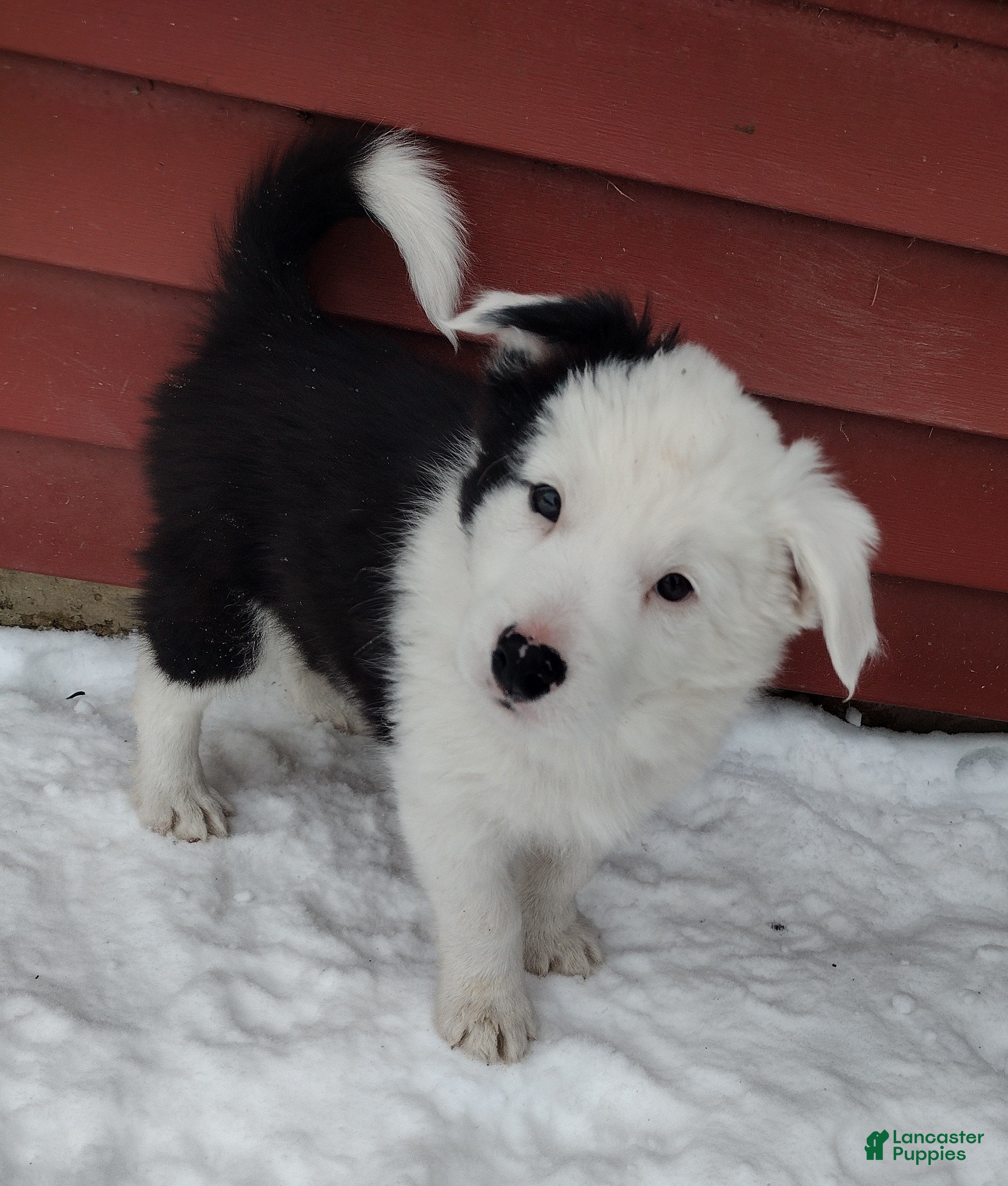 Border Collie dogs Buddy - Ad 35