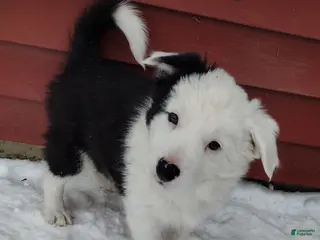 Border Collie dogs Buddy - Ad 35