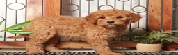 Mini Goldendoodle dogs for sale: Ann Amazing Red Mini Goldendoodle  - Ad 2