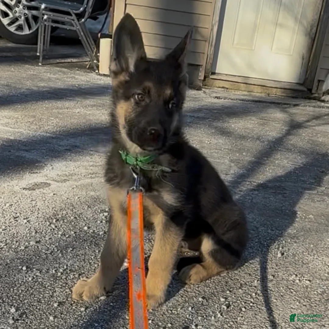 German Shepherd dogs for sale: SWAYZE - Ad 2